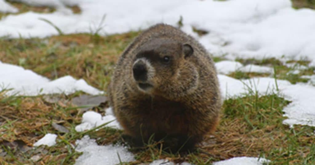 Groundhogs and Foundation Damage - Creature Control