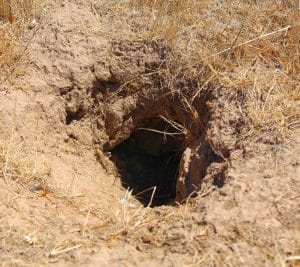 Humane Groundhog Removal Michigan | Creature Control