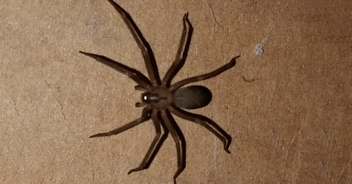 Spiders That Look Like Brown Recluse But Arent