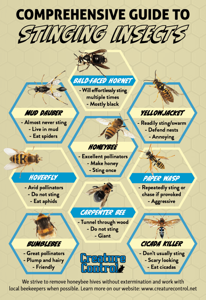 Learn How to Distinguish Stinging Insects with Help from Our Handy ...