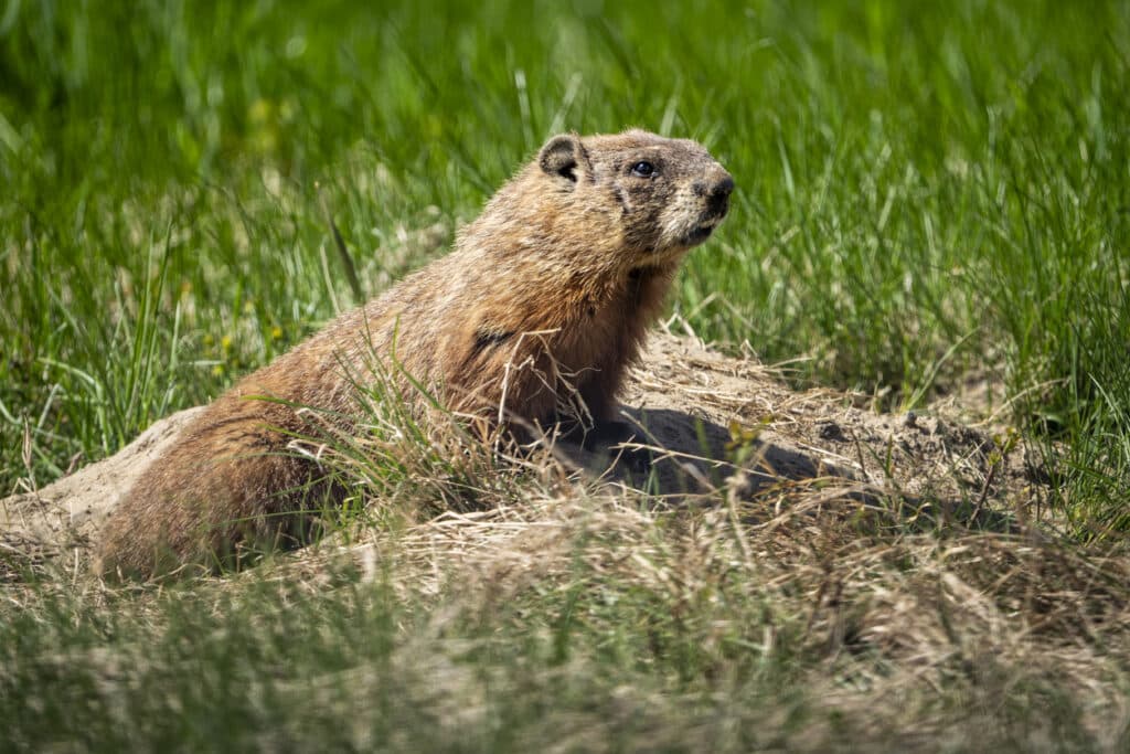 Get Rid of Groundhogs in Michigan | Creature Control