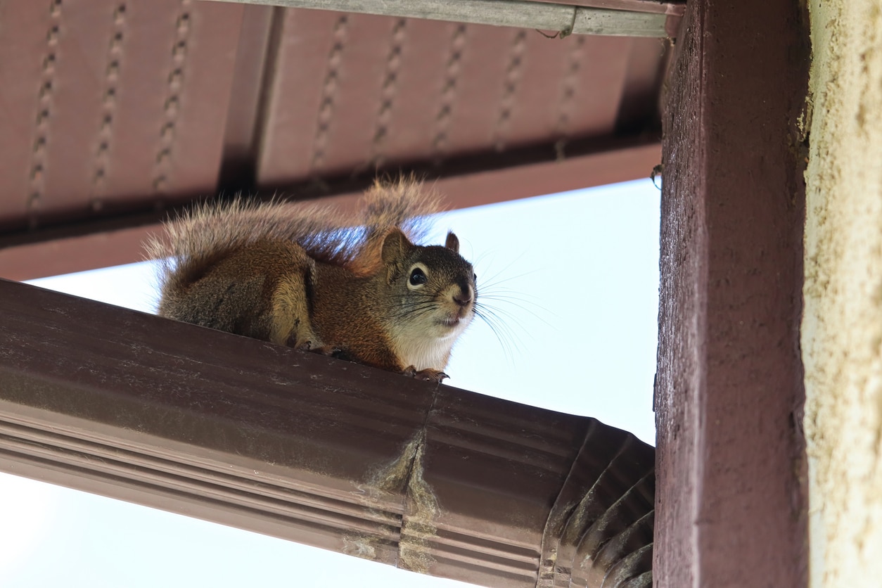 Remove Squirrels from Attic in Michigan