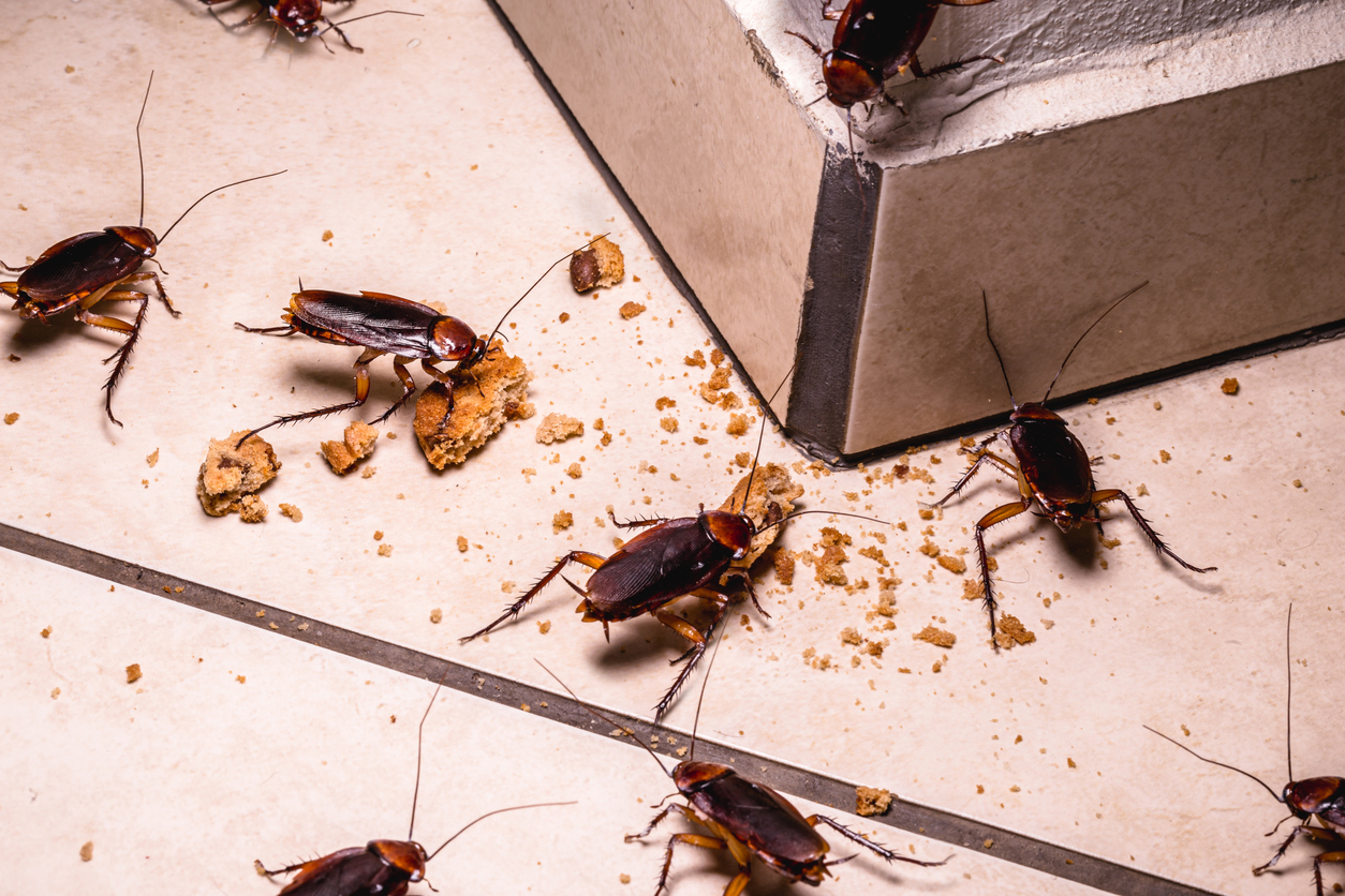 Several cockroaches and crumbs on a tiled kitchen floor.