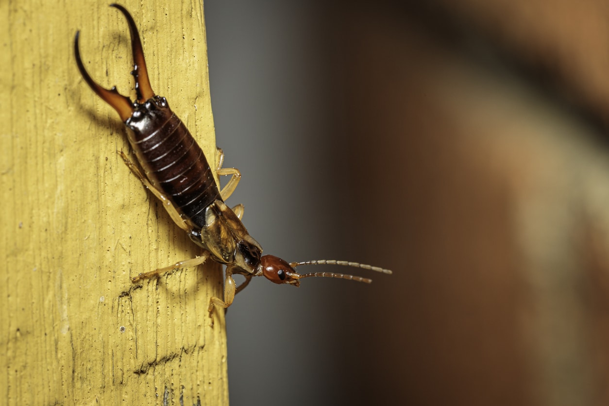 An earwig on a piece of lumber, facing downward.
