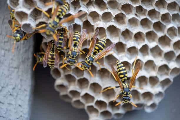A close-up image of several wasps crawling over a paper nest in an overhang.