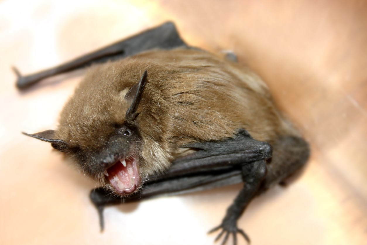 A bat affected with rabies gets ready to bite a homeowner.