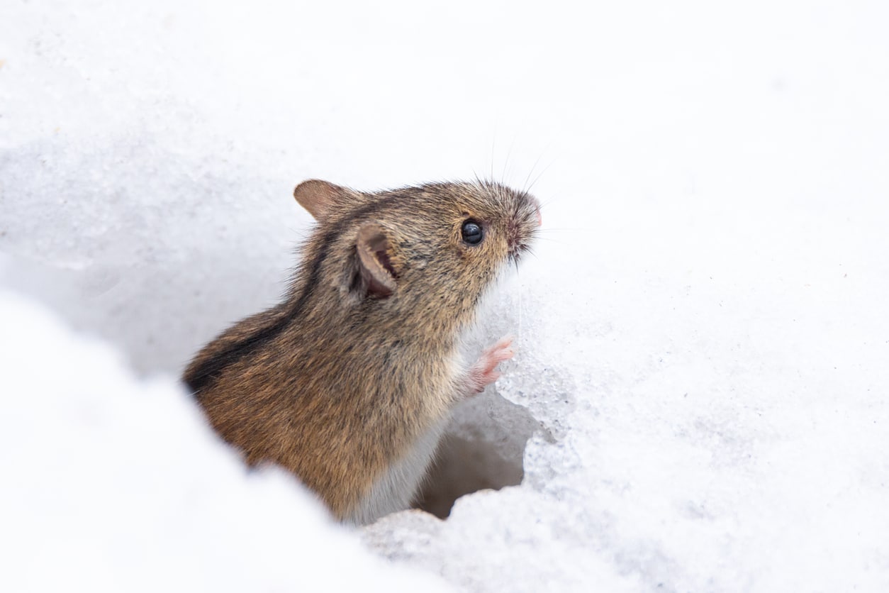 A mouse pokes his head out of the snow, searching for a home to invade, showing the importance of winter rodent control.