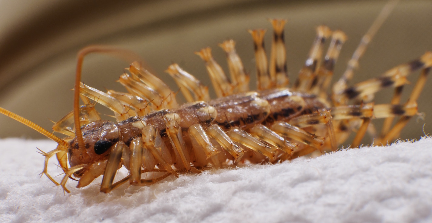 A centipede makes its way inside during the winter months, signifying how important winter pest control is during the holiday season.