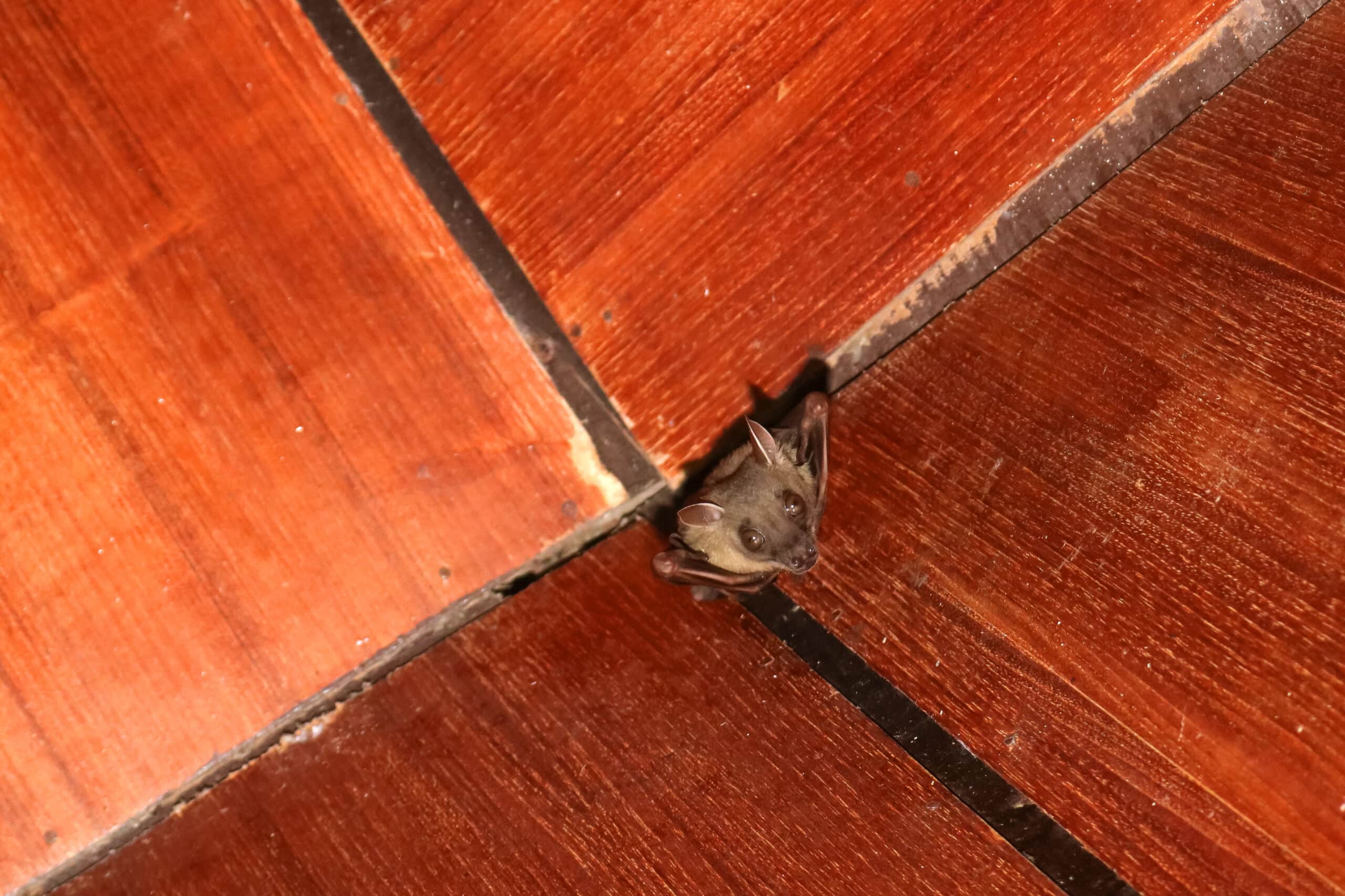 A bat pokes his head out of the corner of the roof in an attic, showcasing the need for humane bat removal in that home.