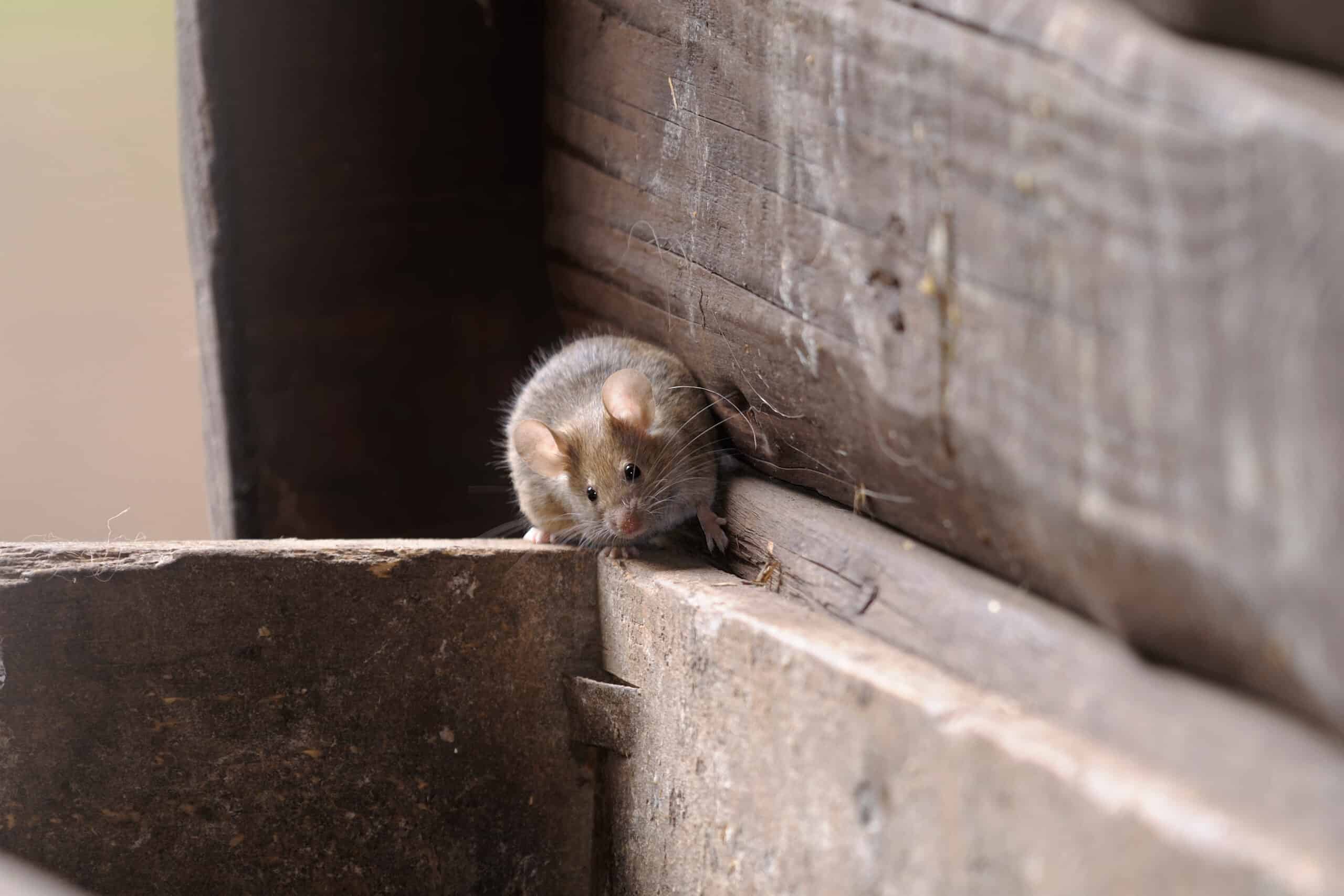 A little mouse scurries across the wall of a house, trying to find a way in which shows the recurring mouse problem and needs for long-term mouse control.